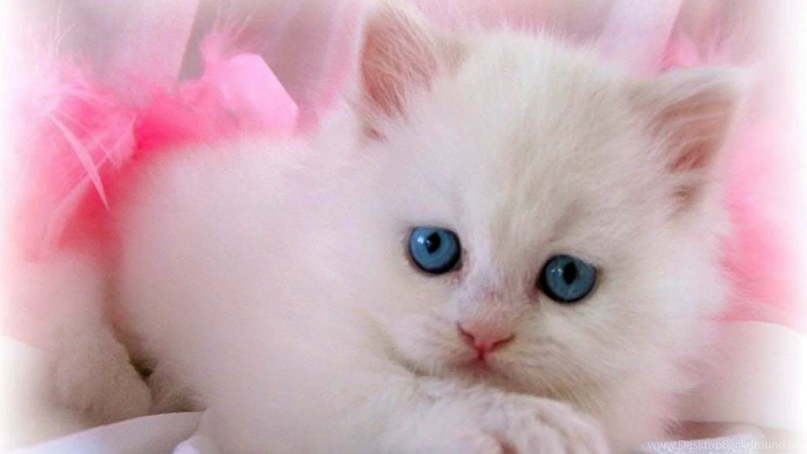 White Cute Cat Wallpaper