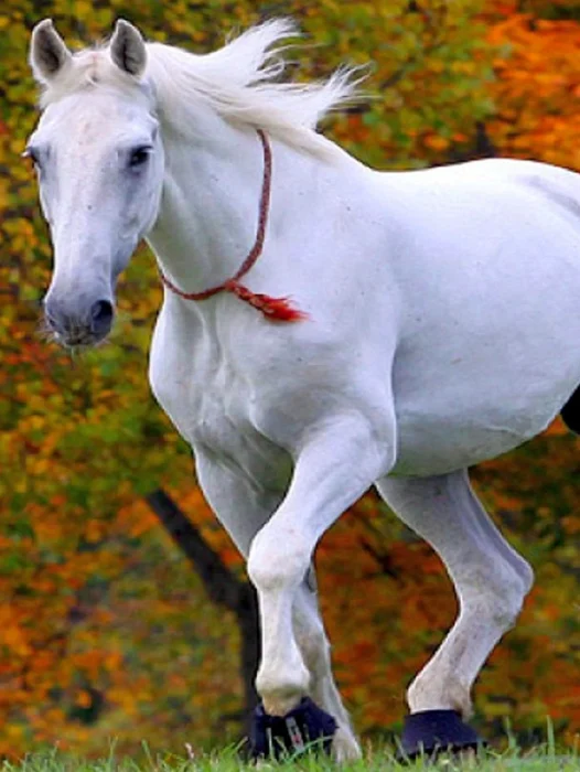 White Horse Wallpaper