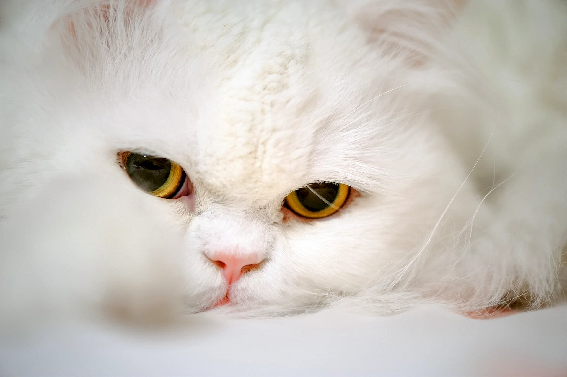 White Persian Cat Wallpaper