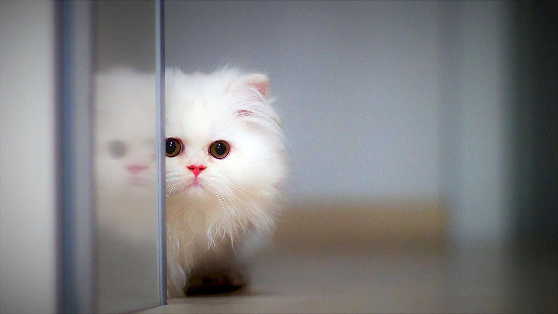 White Persian Kittens Wallpaper