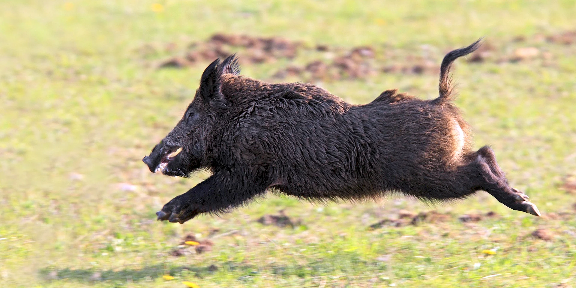 Wild Boar Running Wallpaper