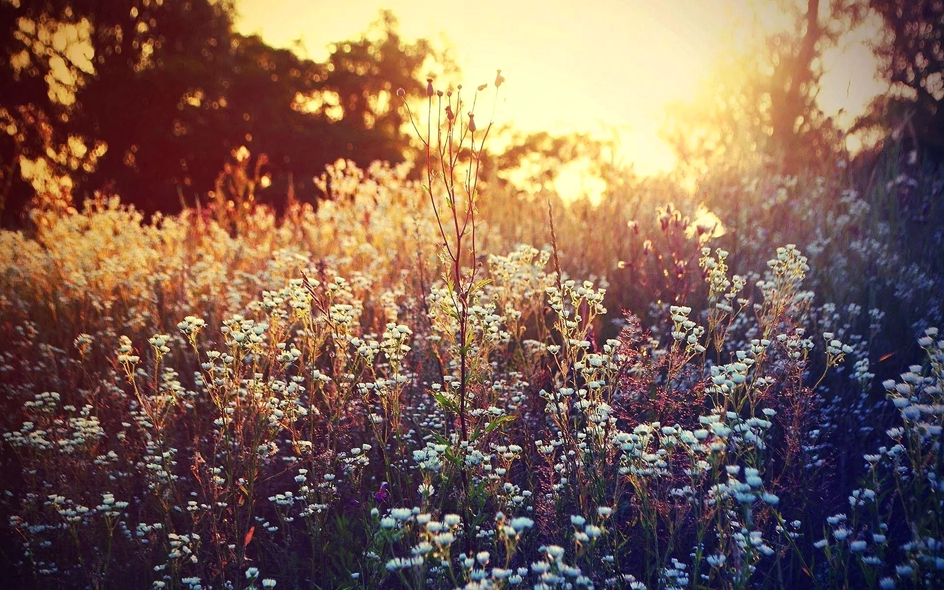 Wild Flower Background Wallpaper