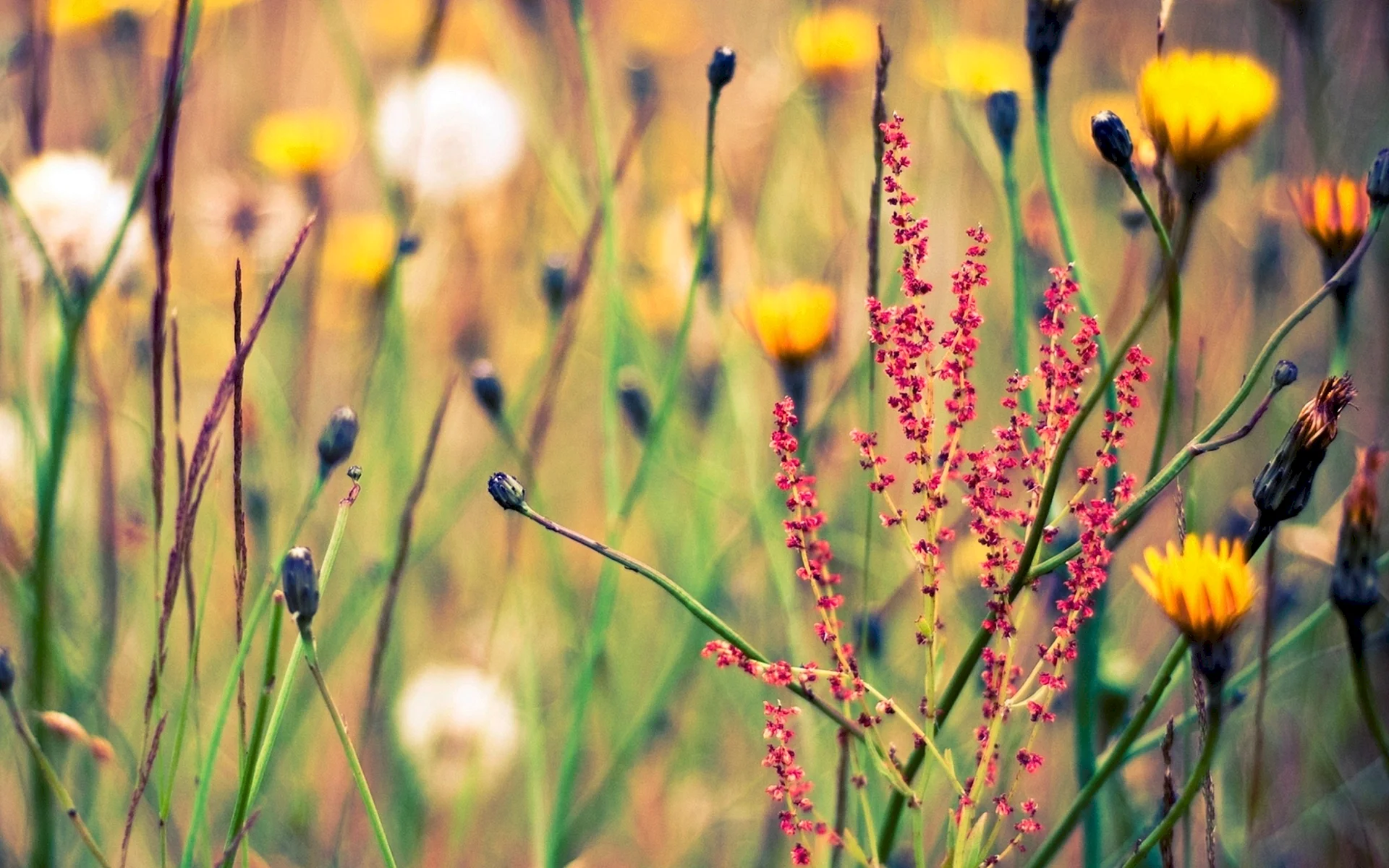 Wild Flower Grass Wallpaper