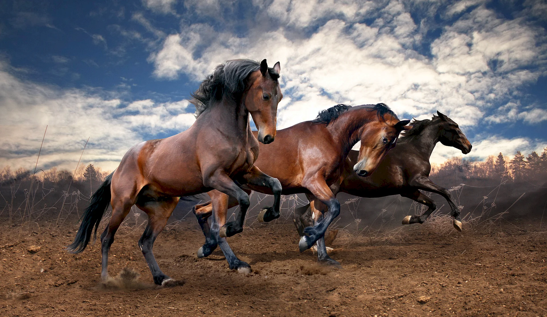 Wild Horse Wallpaper