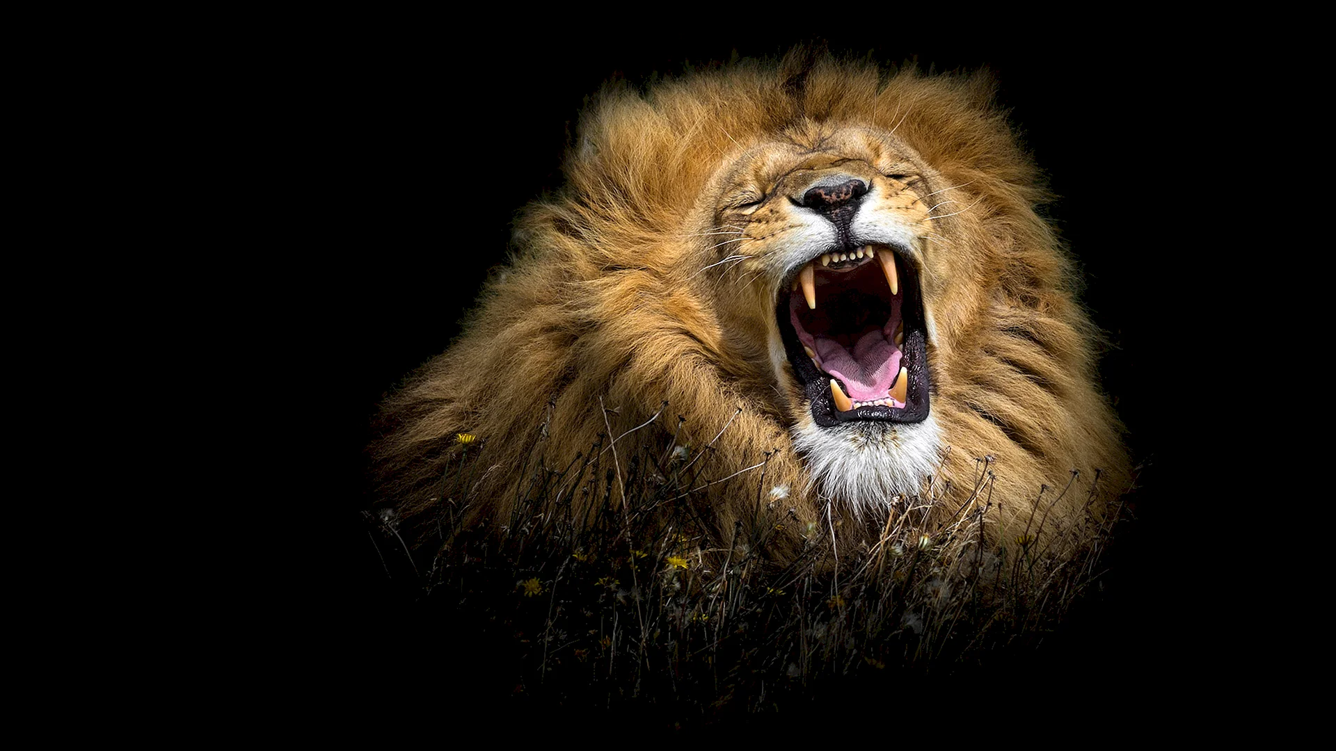 Wild Lion Wallpaper