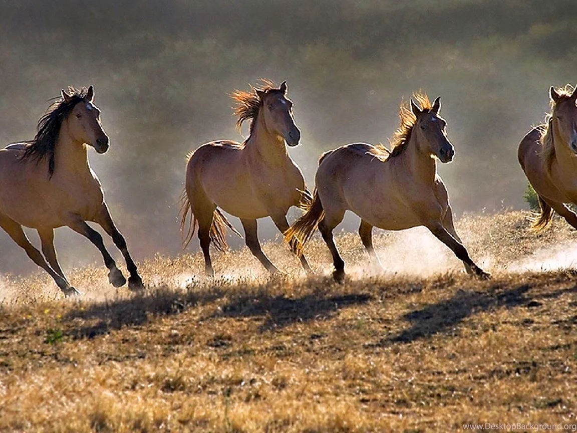 Wild Mustang Horses Wallpaper