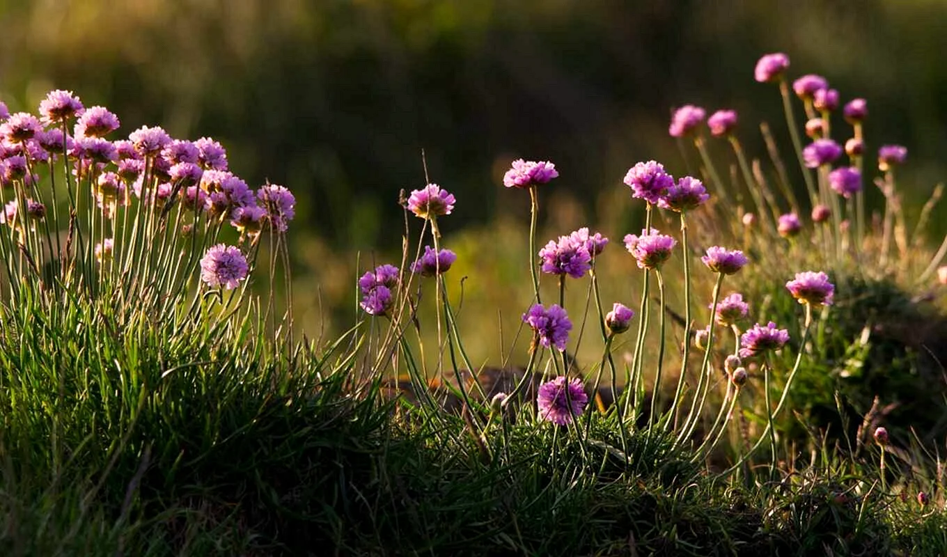 Wildflowers Wallpaper