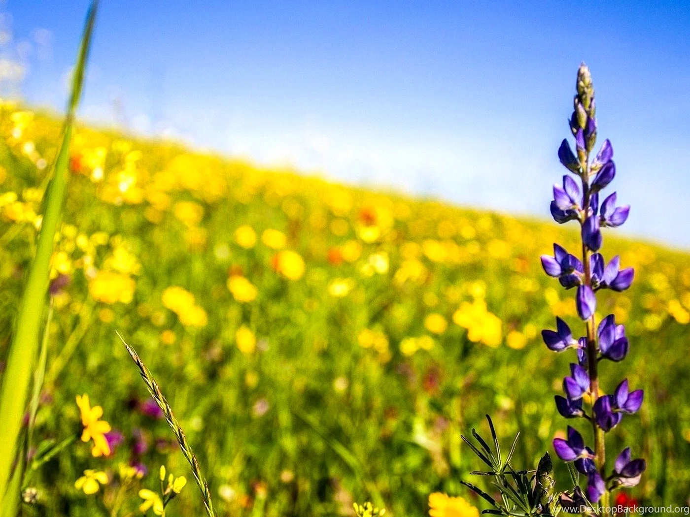 Wildflowers Wallpaper