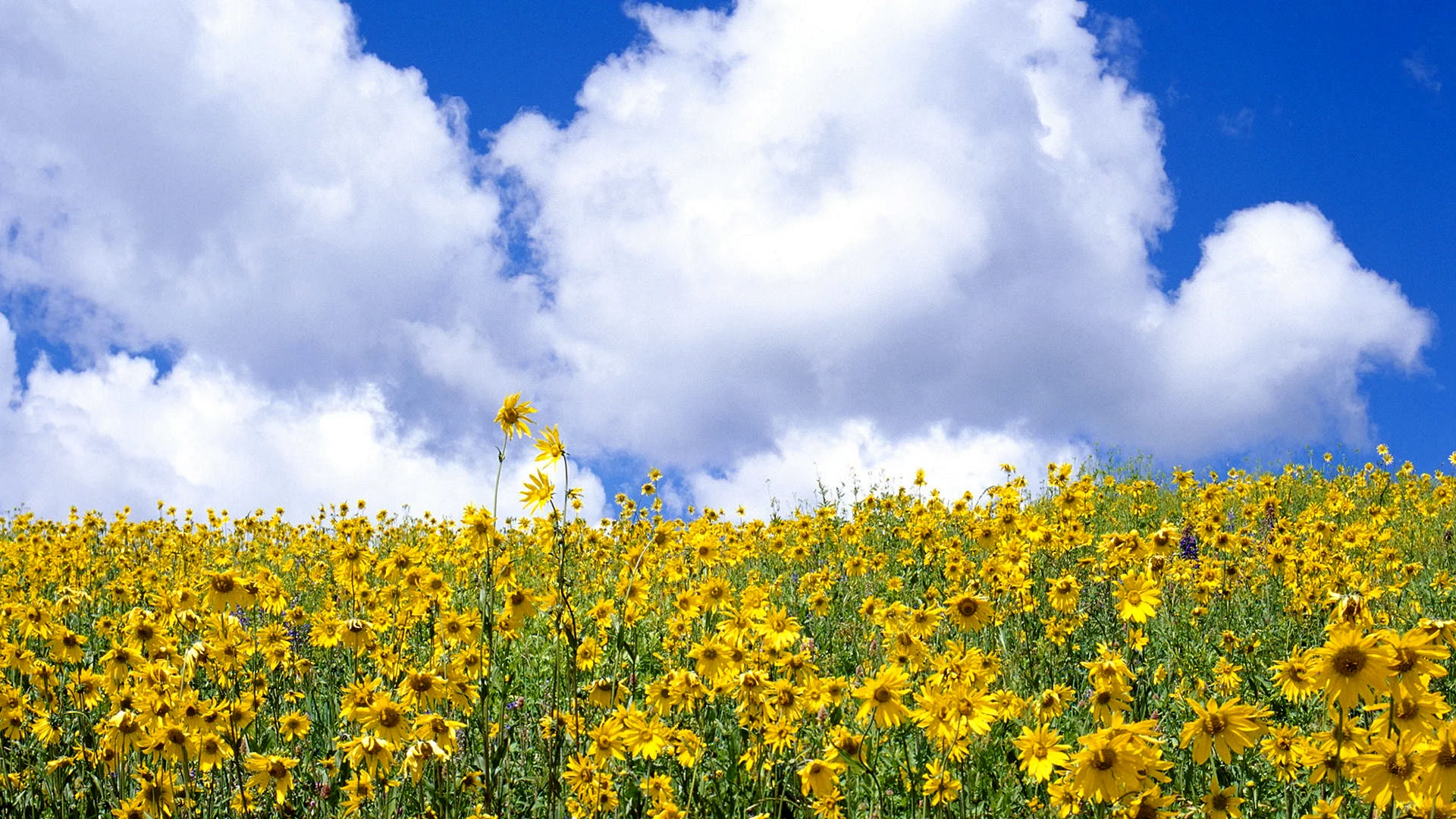 Wildflowers Field Wallpaper Wallpaper