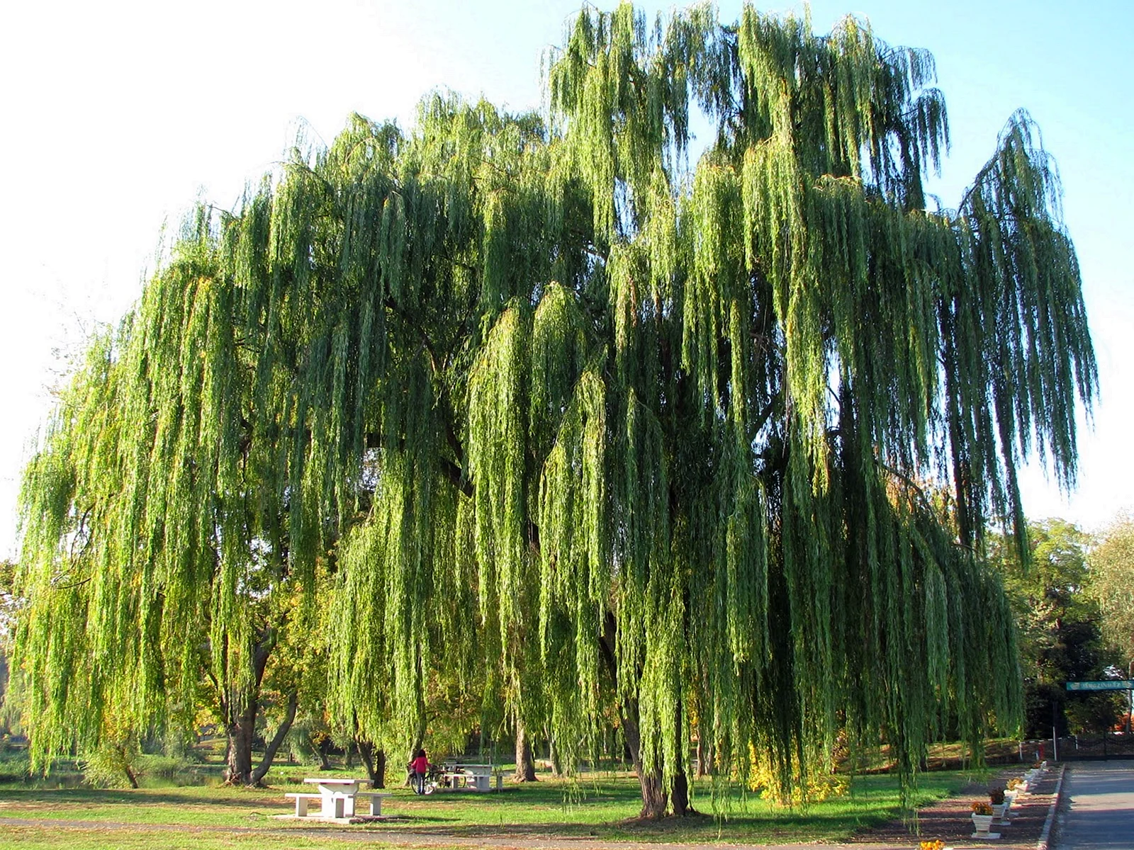 Willow Salix Wallpaper