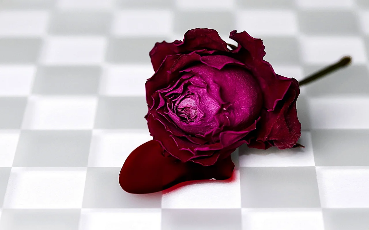 Wilted Red Rose Wallpaper