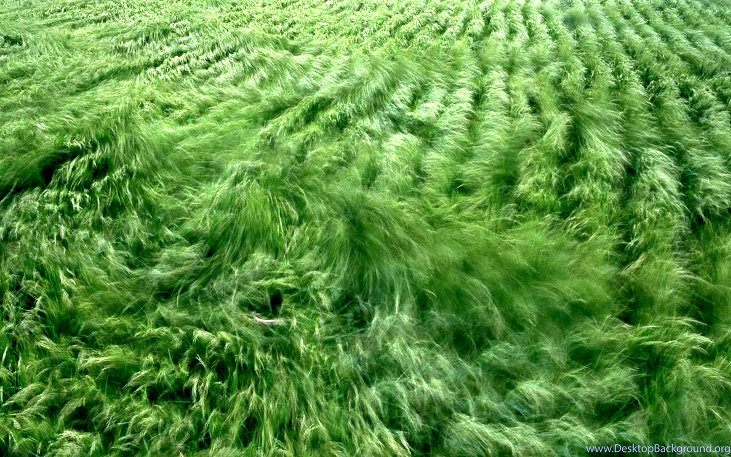 Wind Grass Wallpaper