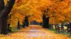 Windows Xp Autumn Wallpaper