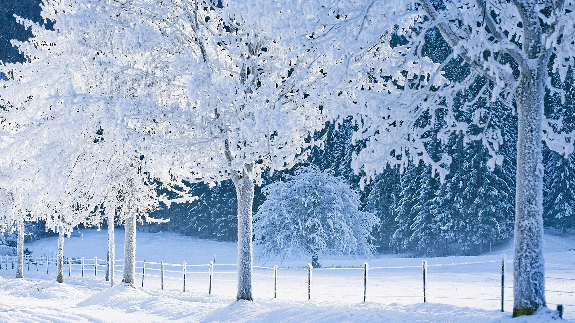 Winter Background HD Wallpaper