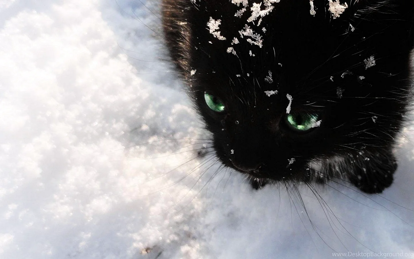 Winter Black Cats Wallpaper