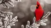 Winter Cardinals Wallpaper