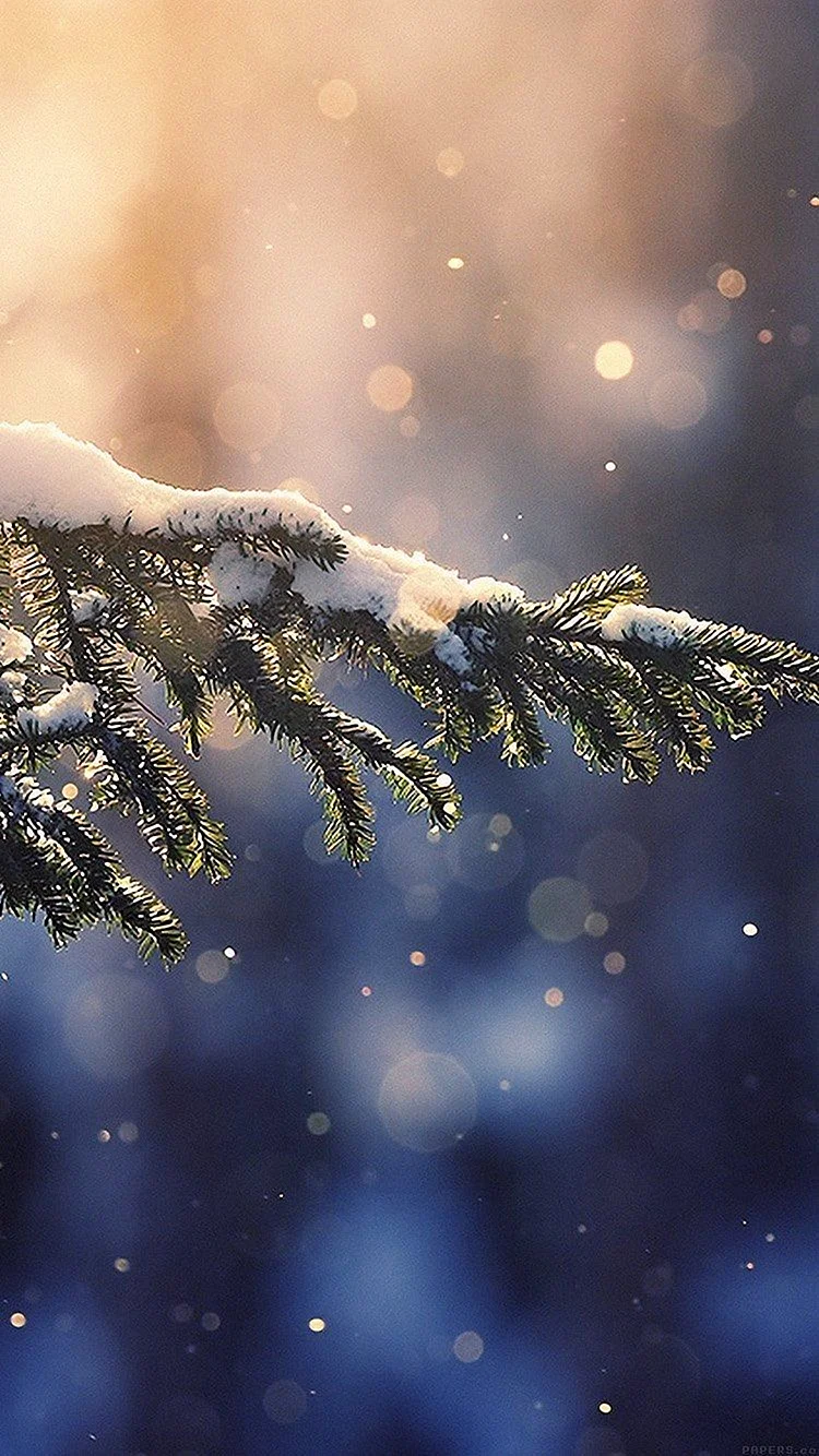 Winter Christmas Tree Wallpaper for iPhone SE 2020