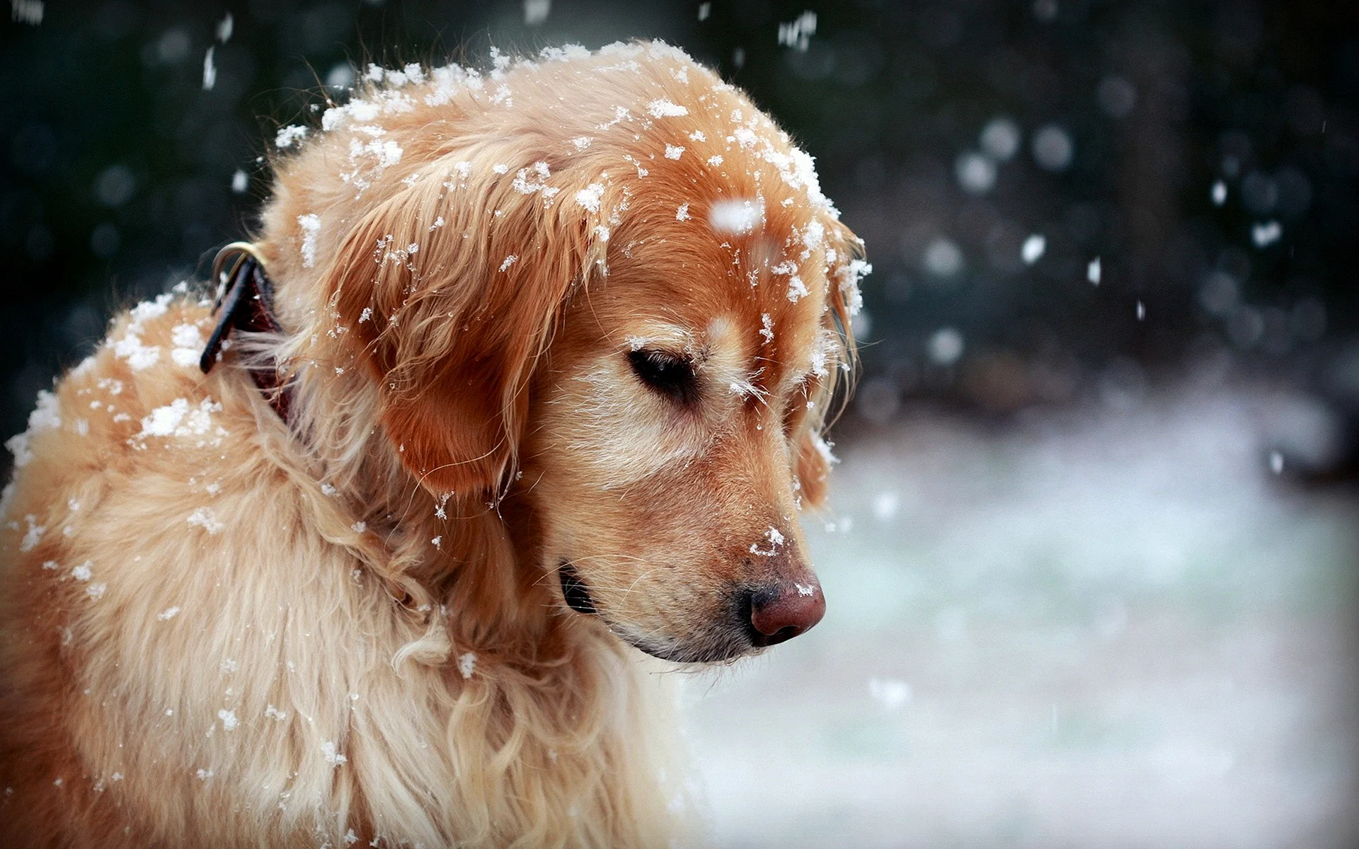 Winter Dog Wallpaper