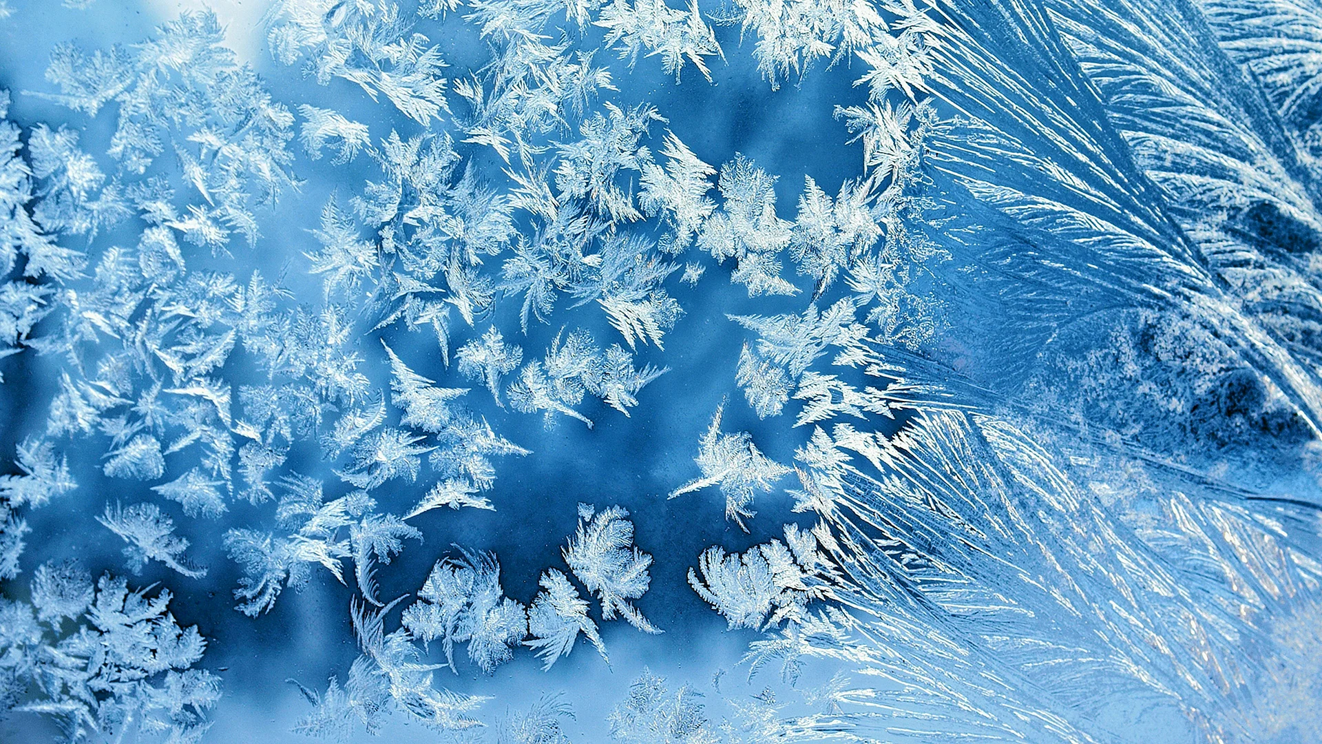 Winter Frost Wallpaper
