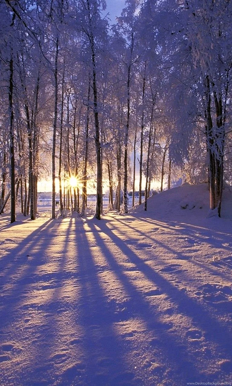 Winter Snow Forest Wallpaper For iPhone