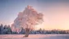 Winter Tree Wallpaper