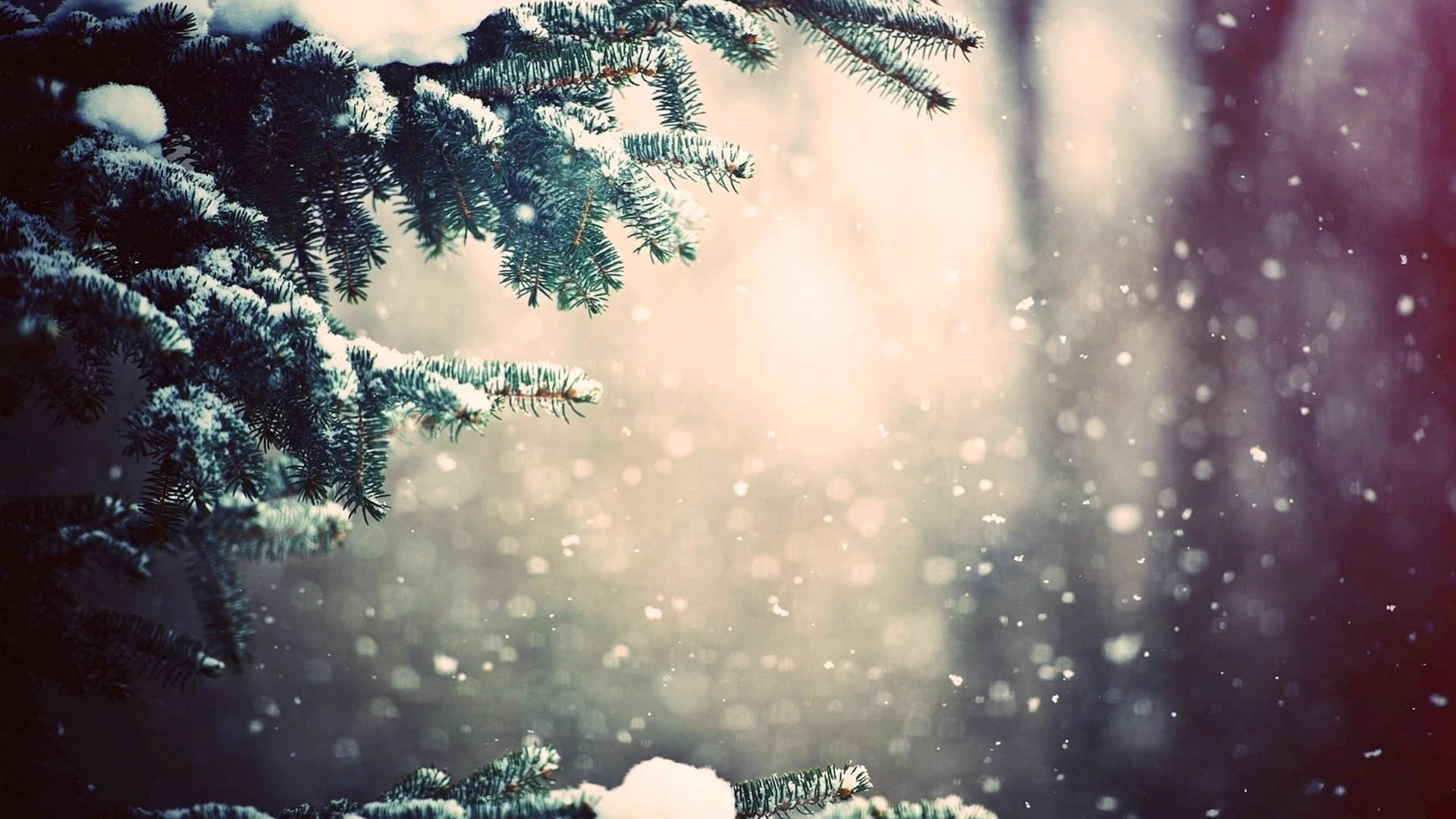 Winter Tree Background Wallpaper