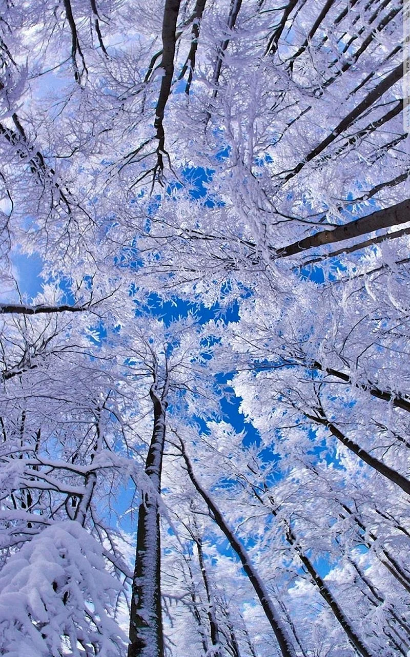 Winter Wallpaper For iPhone