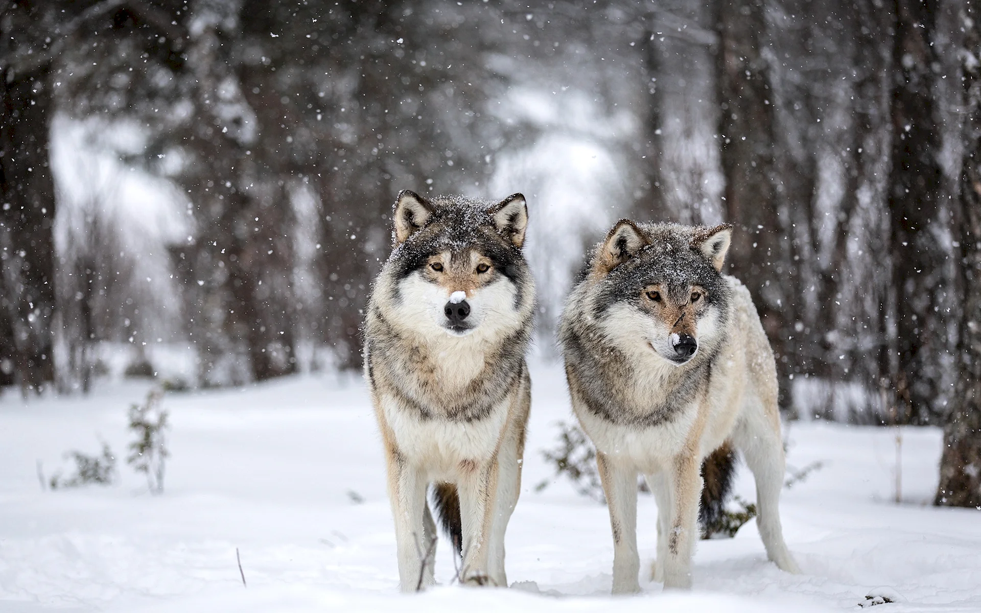 Winter Wolf Wallpaper