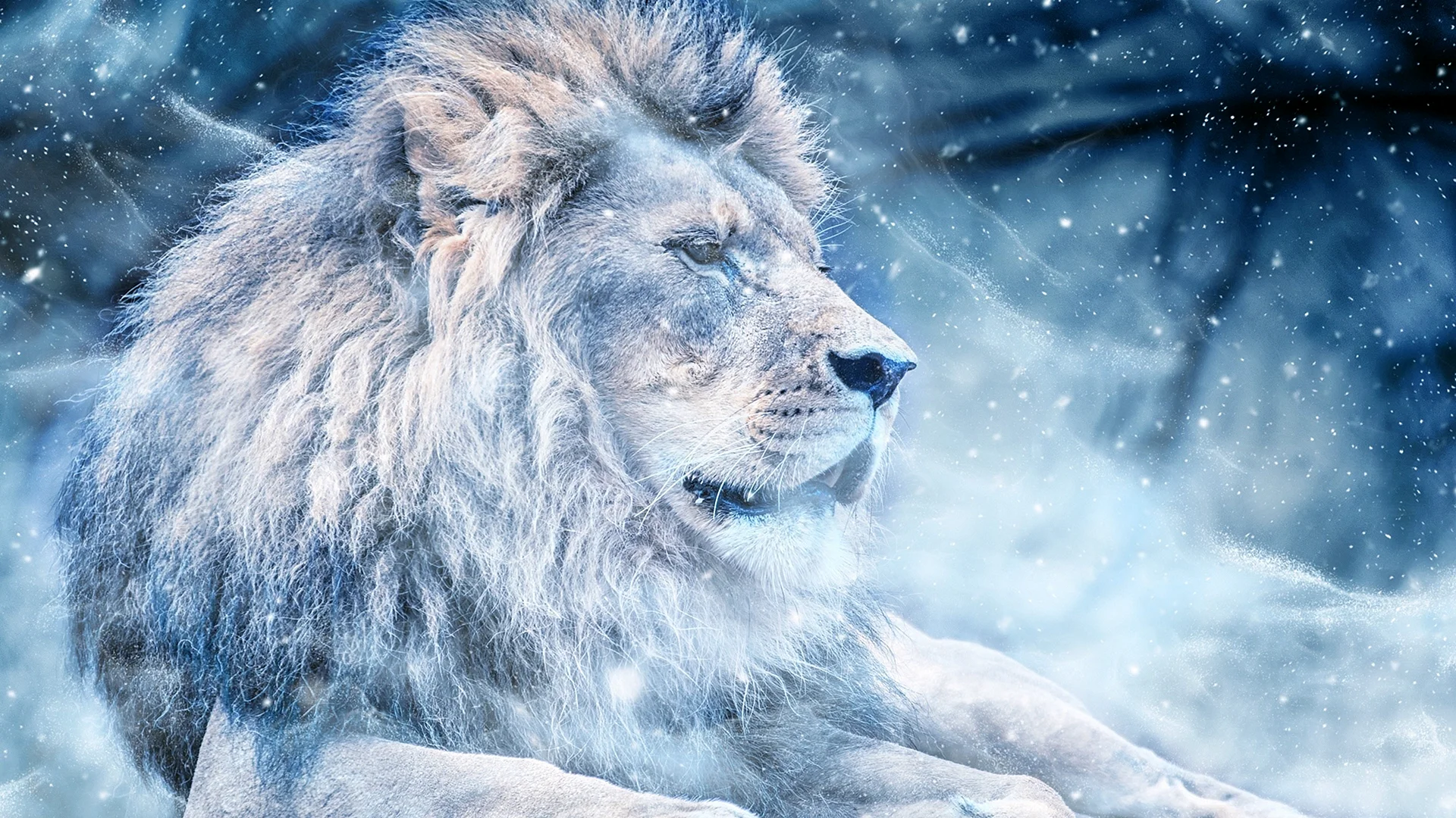 Winter Lion Wallpaper