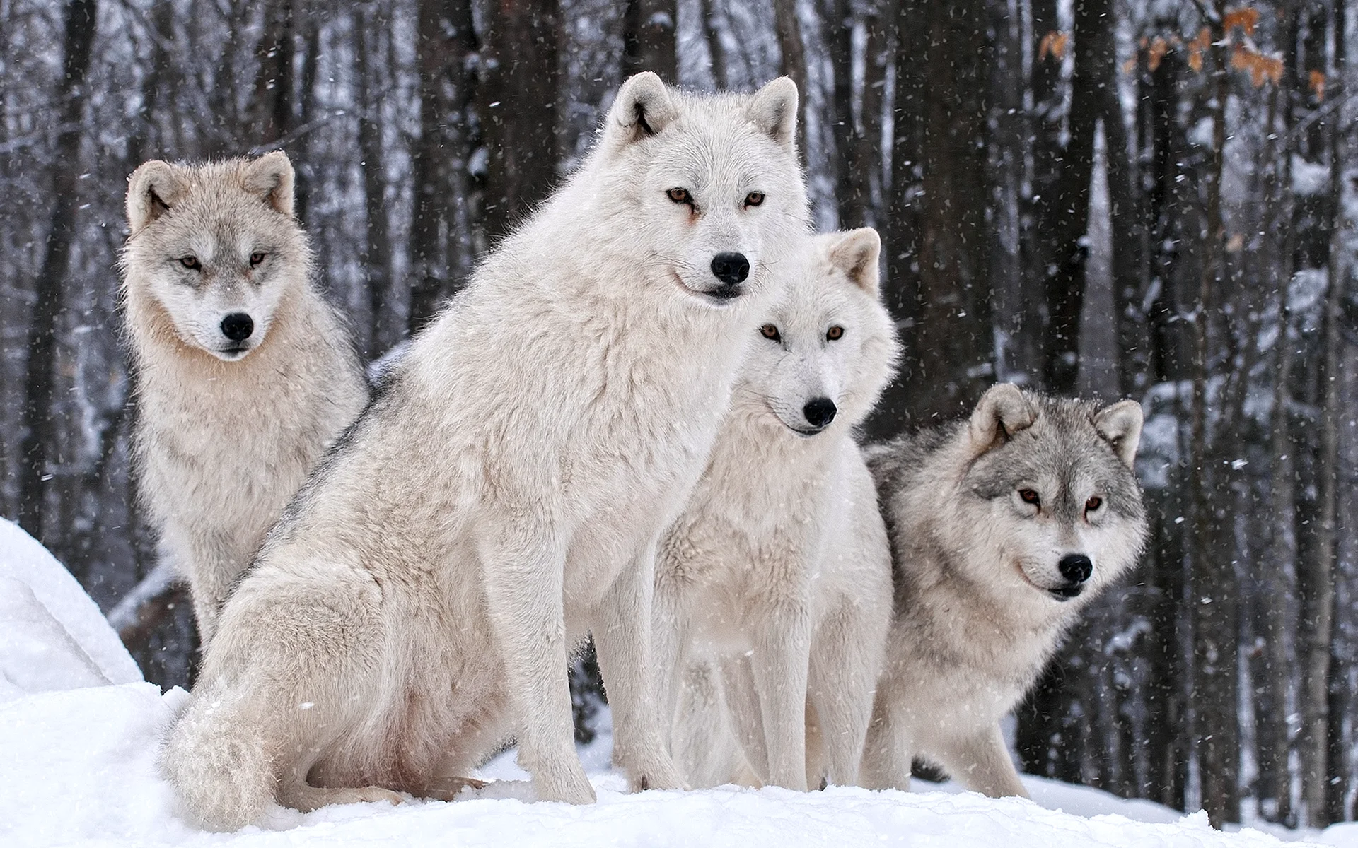 Wolf Wallpaper