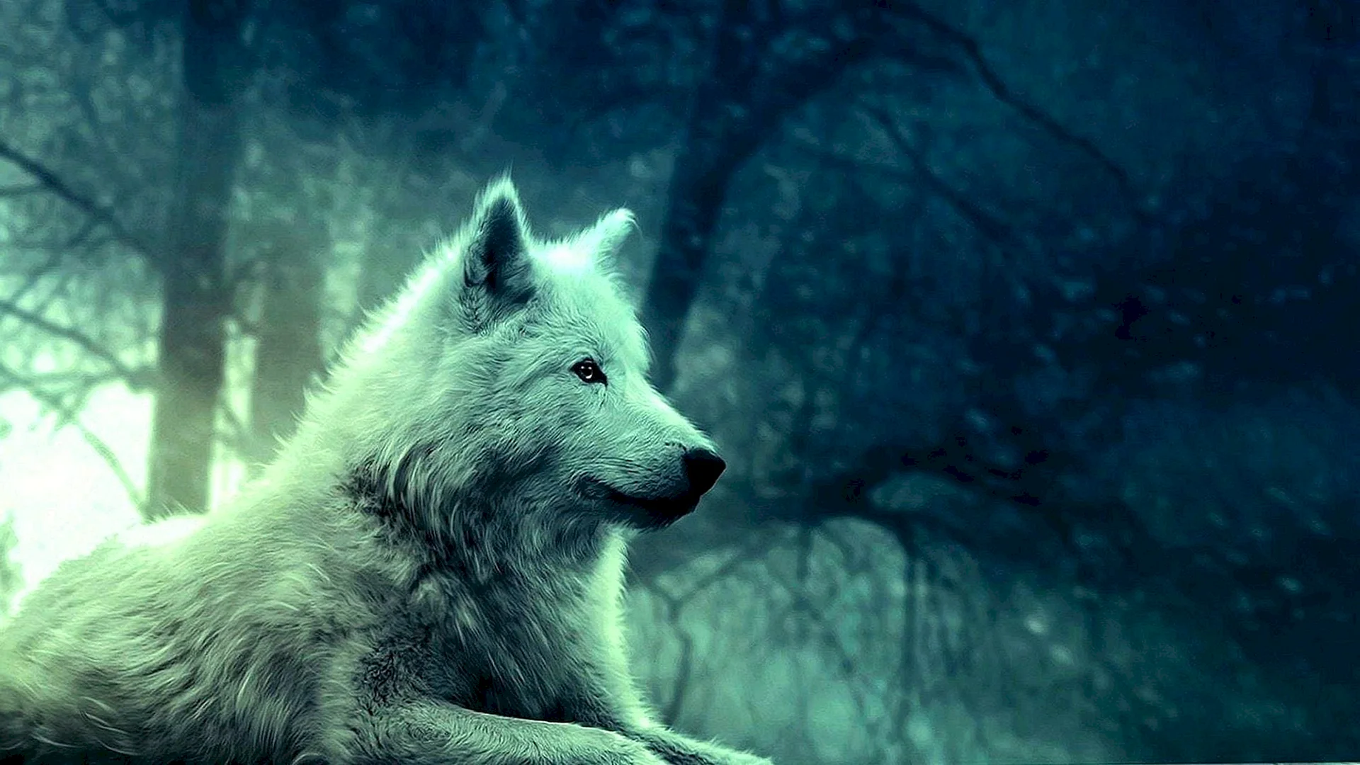 Wolf Background Wallpaper