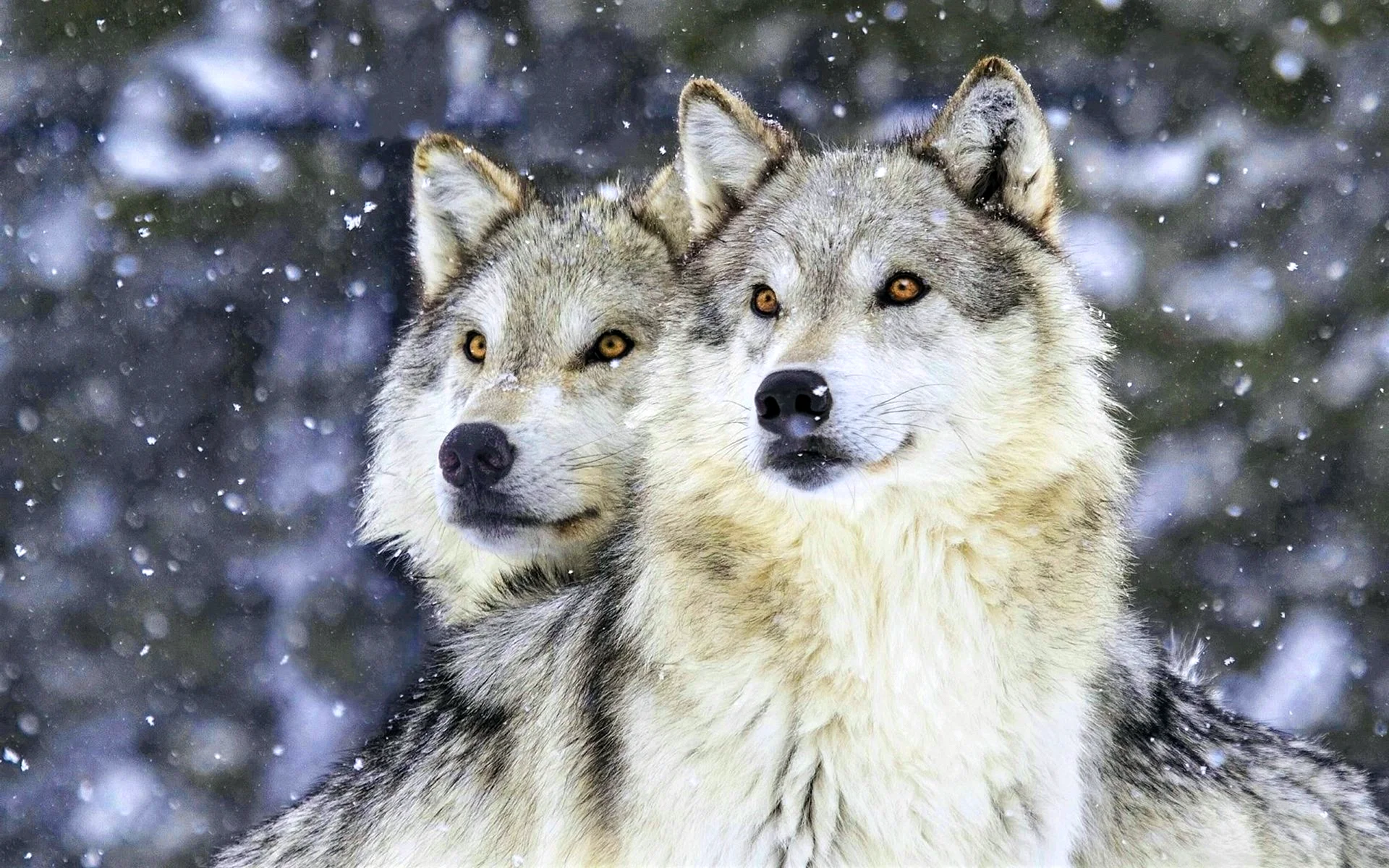 Wolf Couple Wallpaper