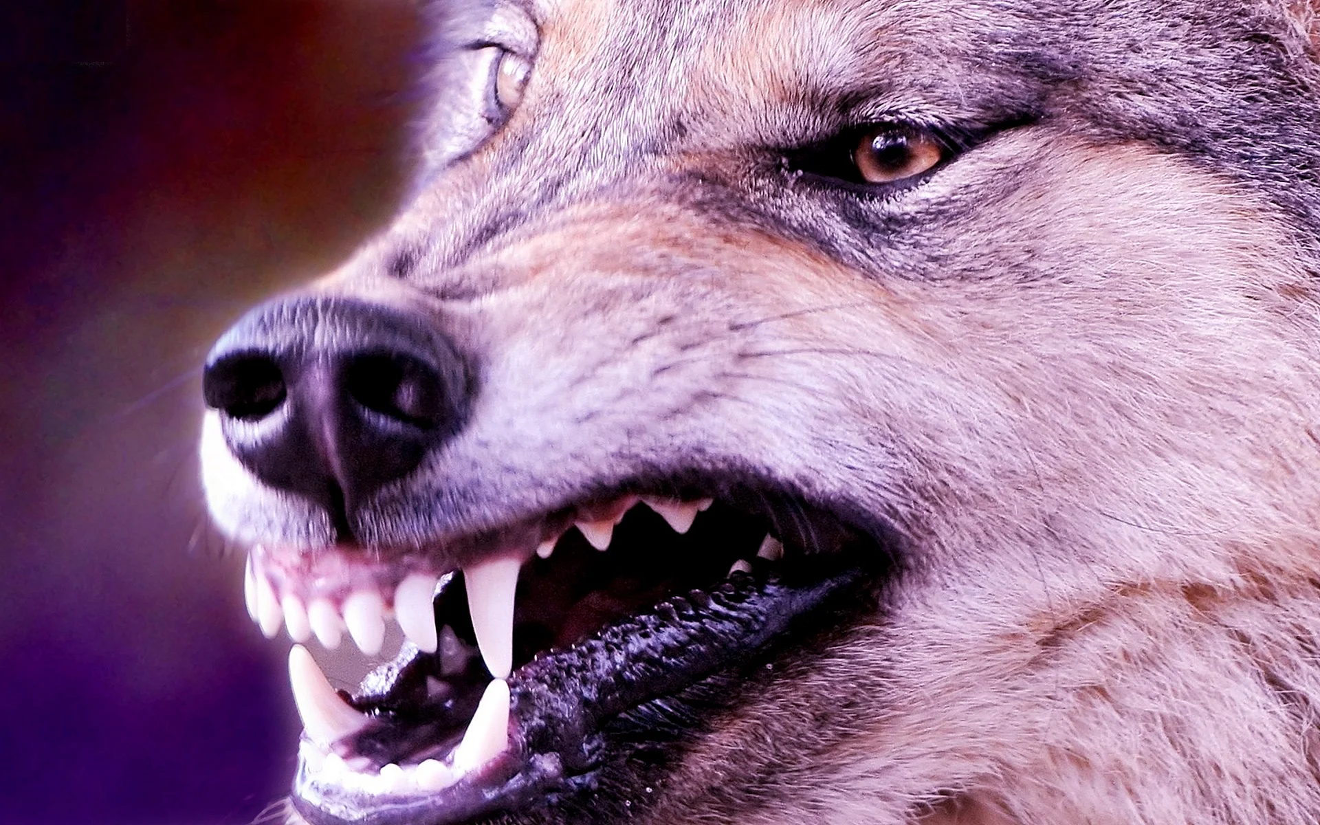 Wolf Furious Wallpaper