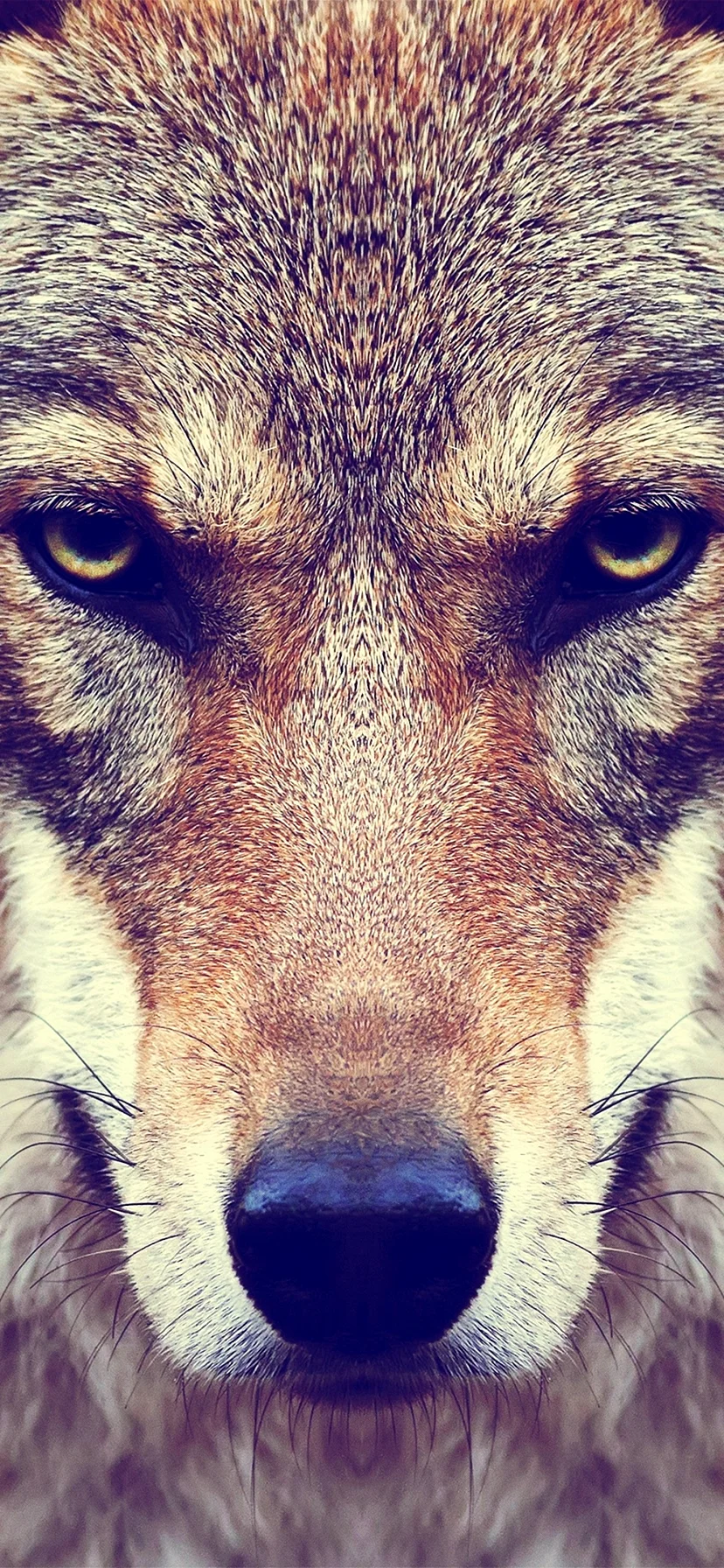 Wolfes Wallpaper for iPhone 11