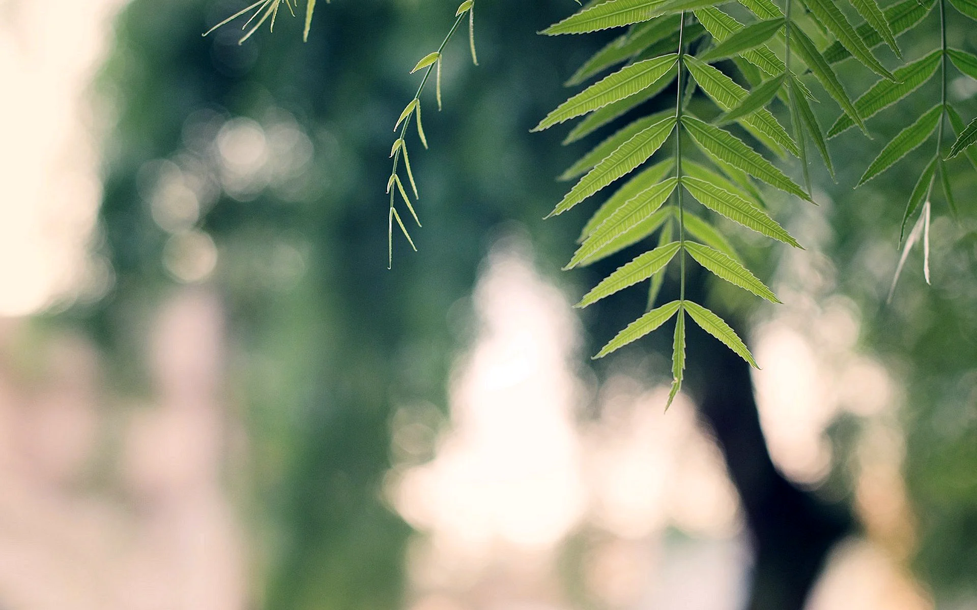 Wood Forest Leaf Macro Wallpaper