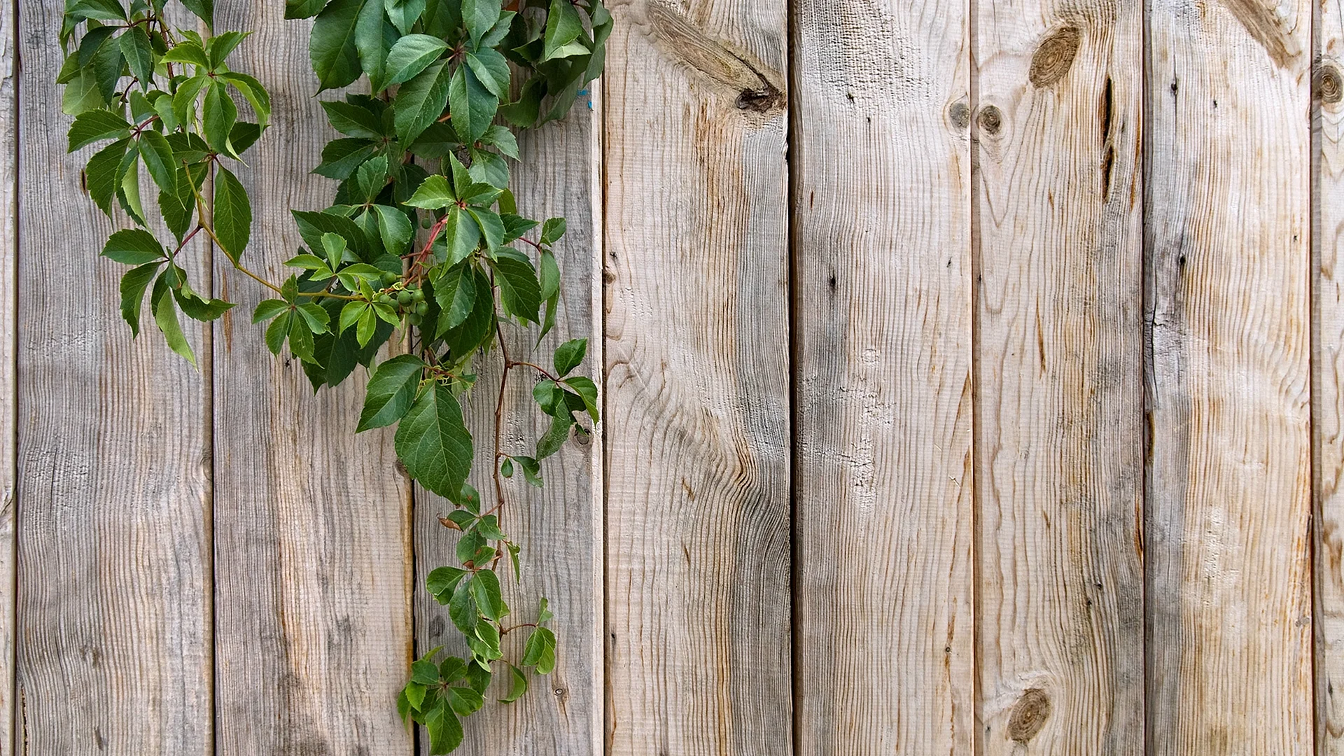 Wood Wall Garden Wallpaper