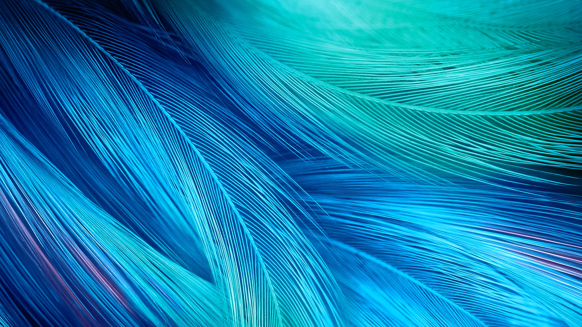 Xiaomi Feathers Wallpaper Wallpaper