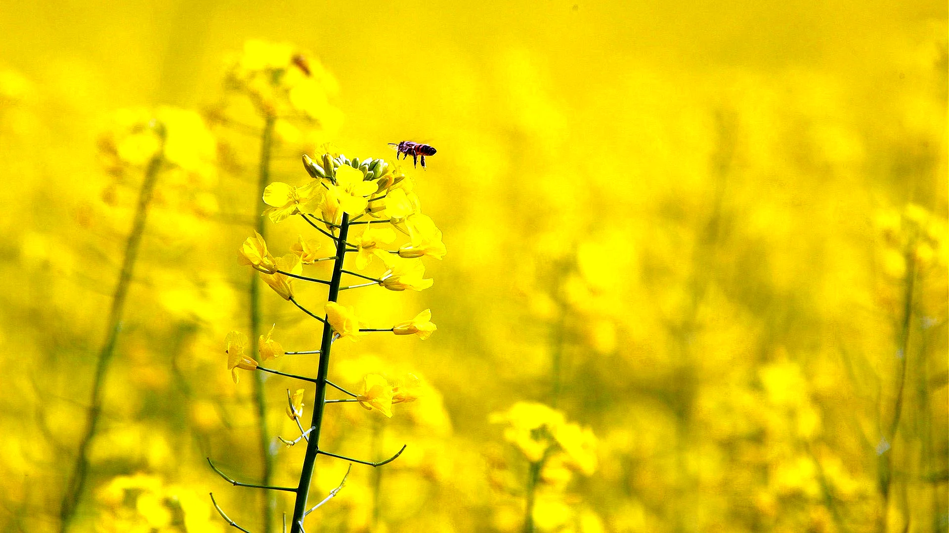 Yellow Wallpaper