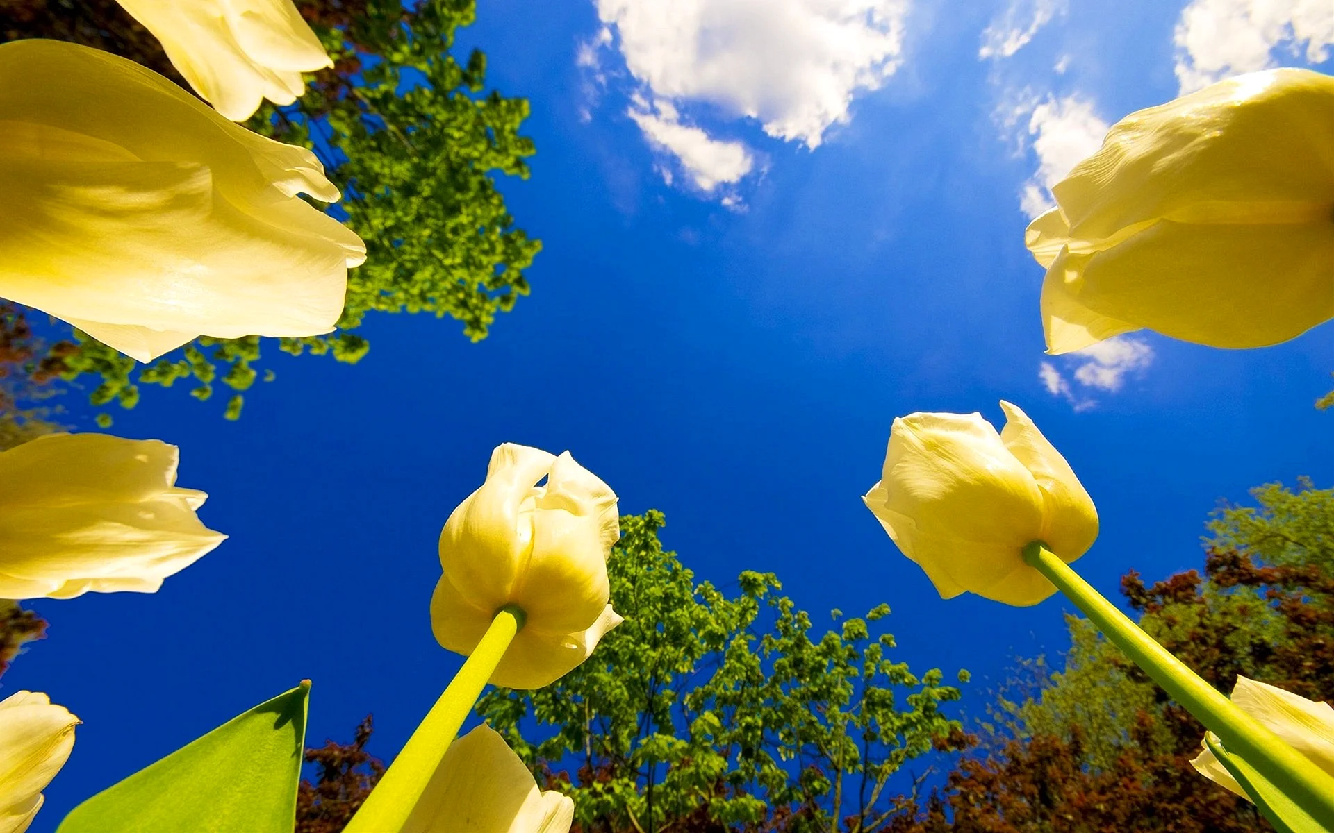 Yellow And Blue Flowers Wallpaper