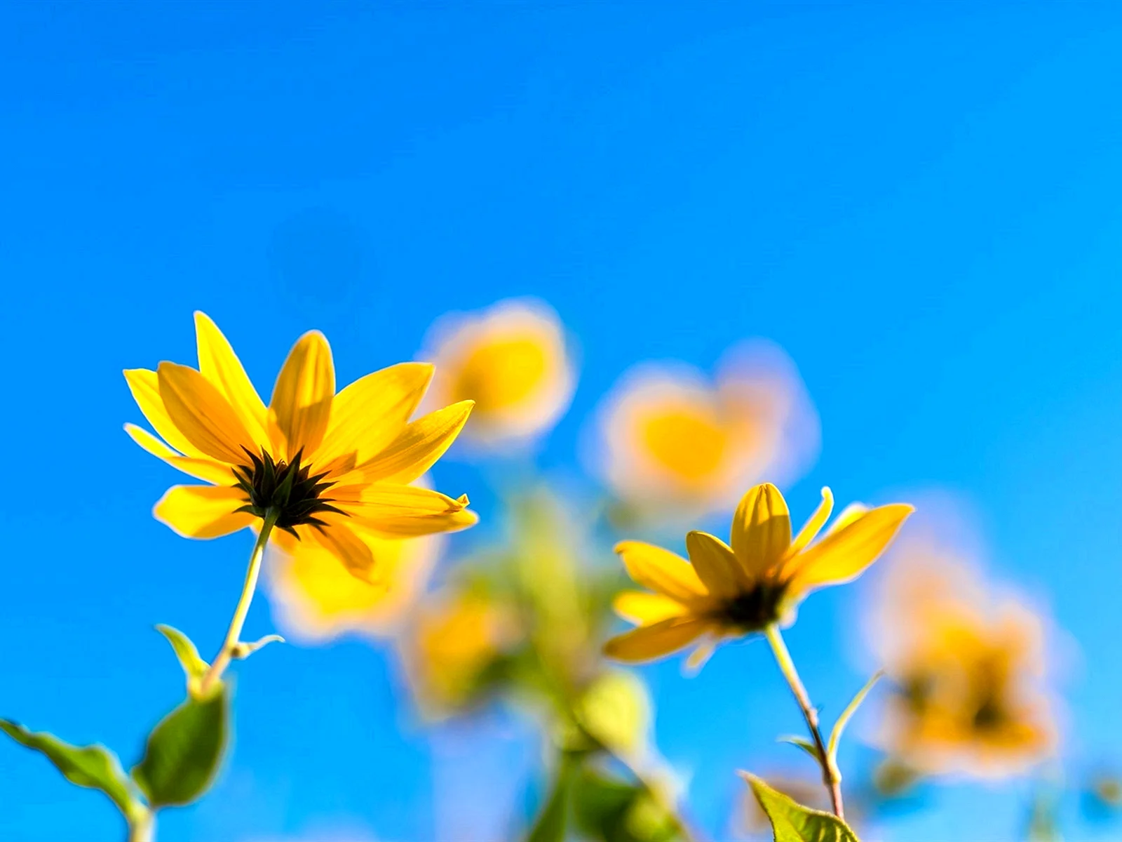 Yellow And Blue Flowers Wallpaper