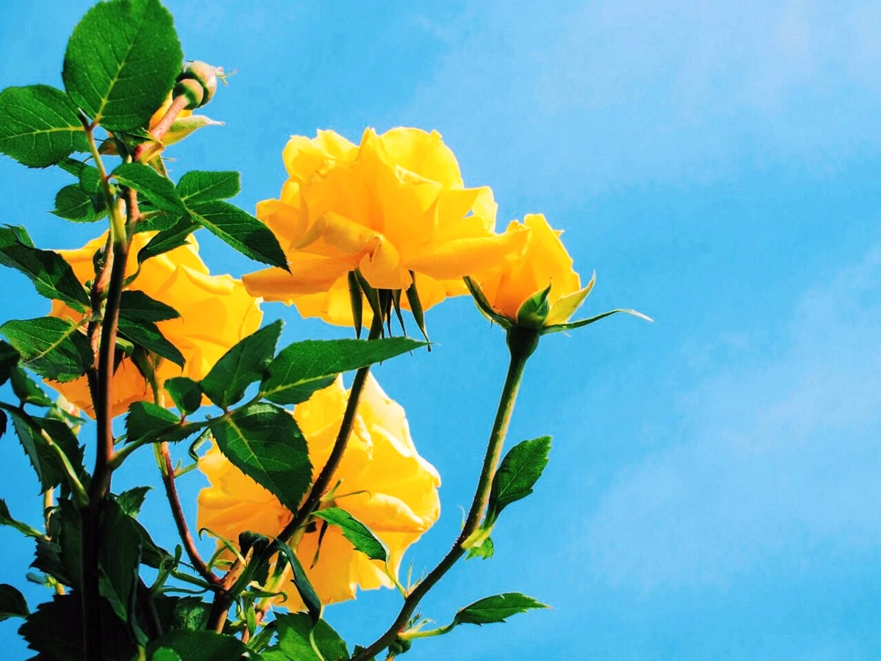 Yellow And Blue Roses Wallpaper