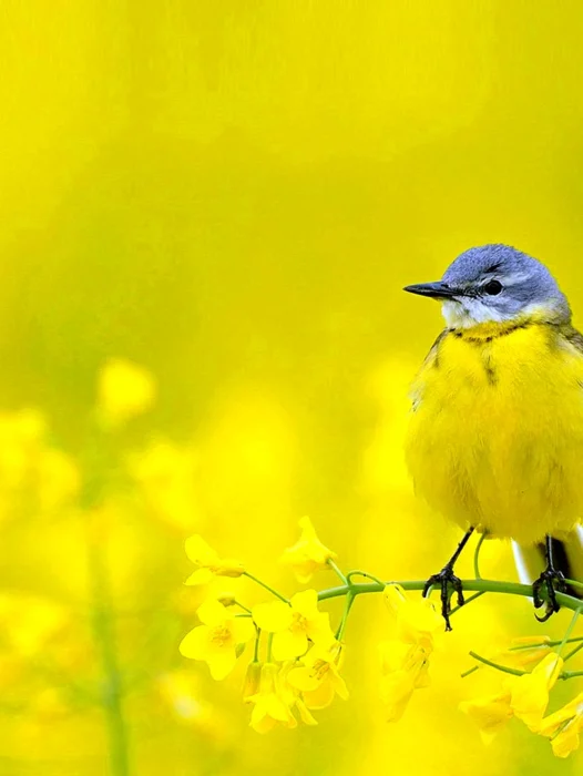 Yellow Bird Background Wallpaper