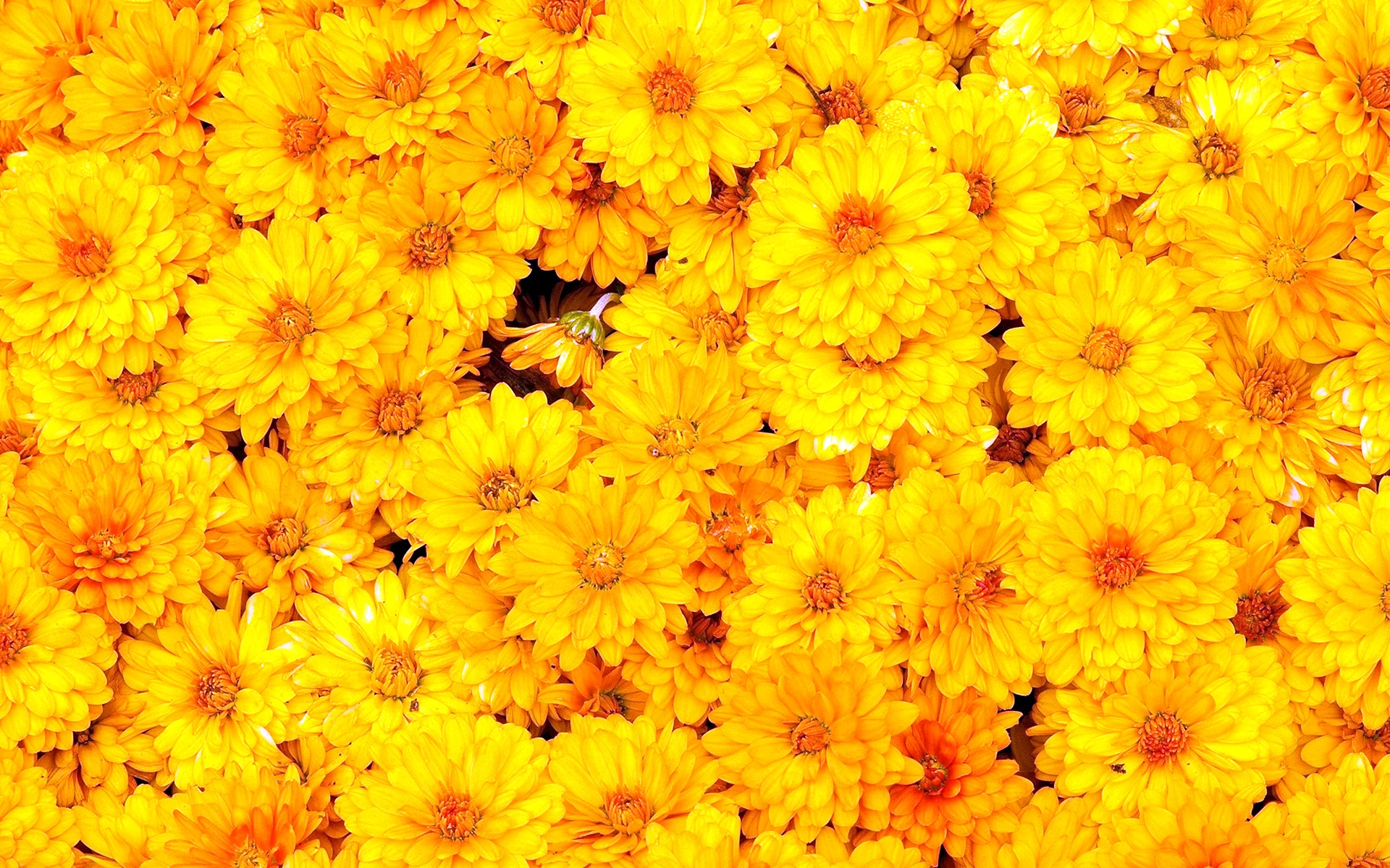 Yellow Chrysanthemum Wallpaper