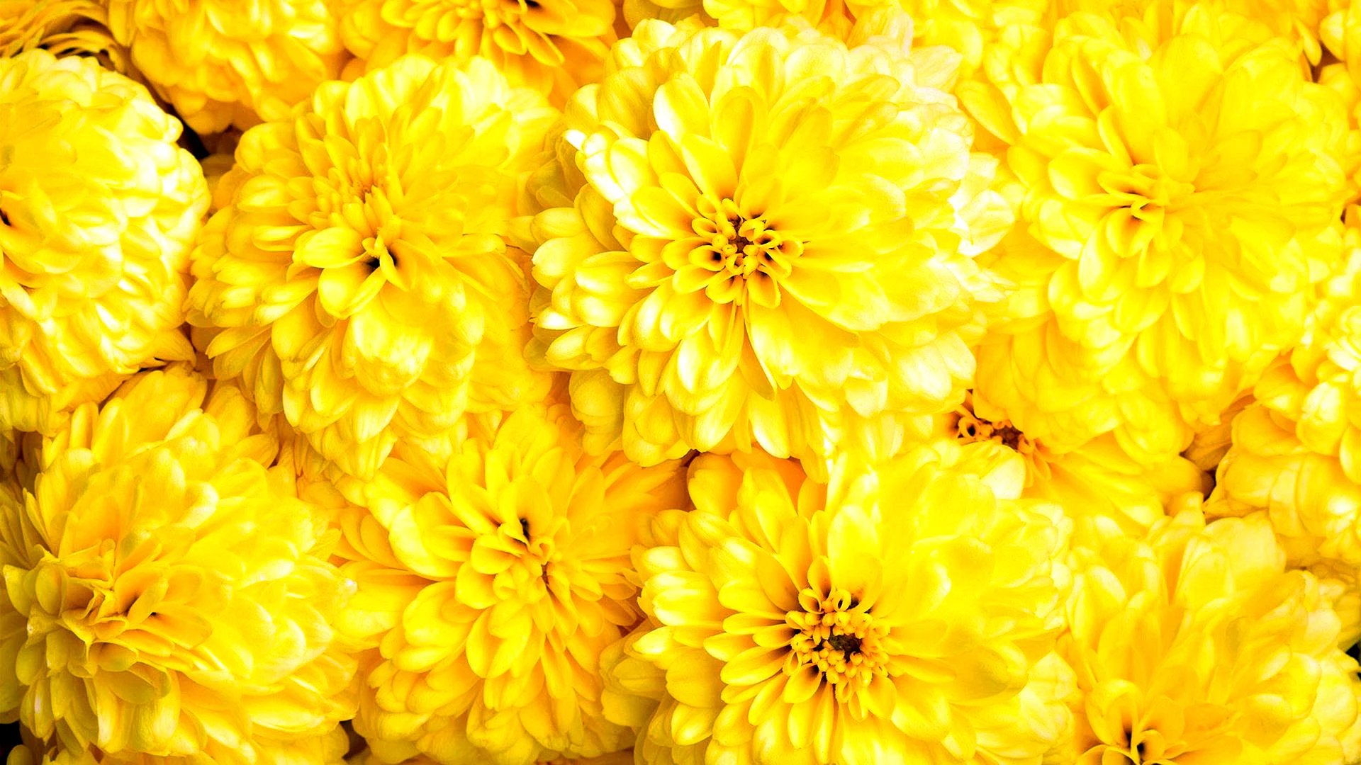 Yellow Chrysanthemum Flower Wallpaper
