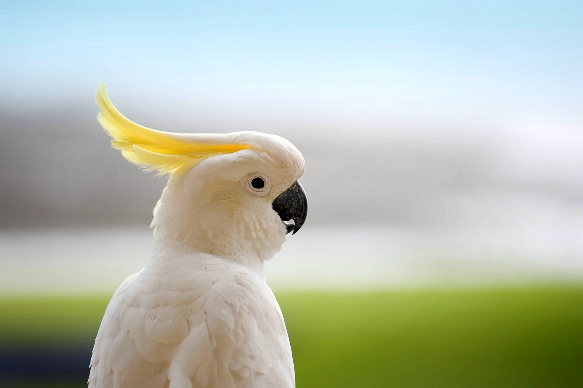 Yellow Crested Cockatoo Wallpaper