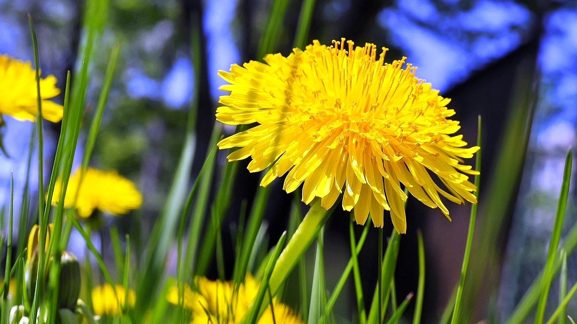 Yellow Dandelion Wallpaper