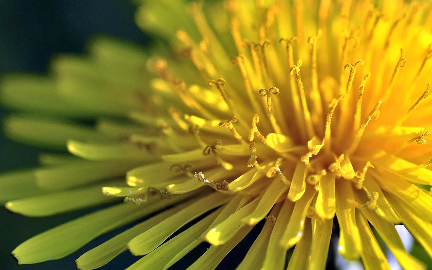 Yellow Dandelion Wallpaper