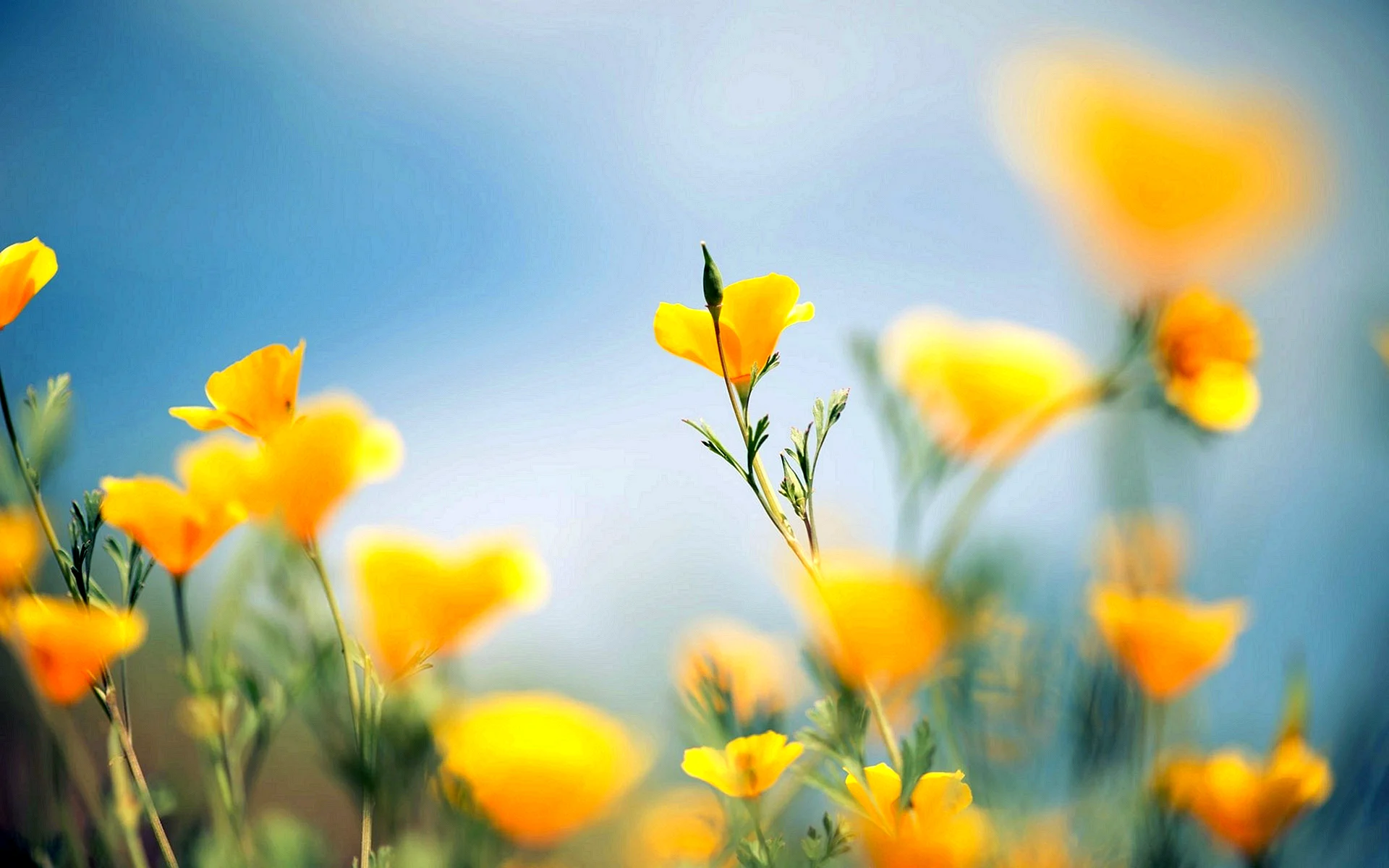 Yellow Flower Wallpaper