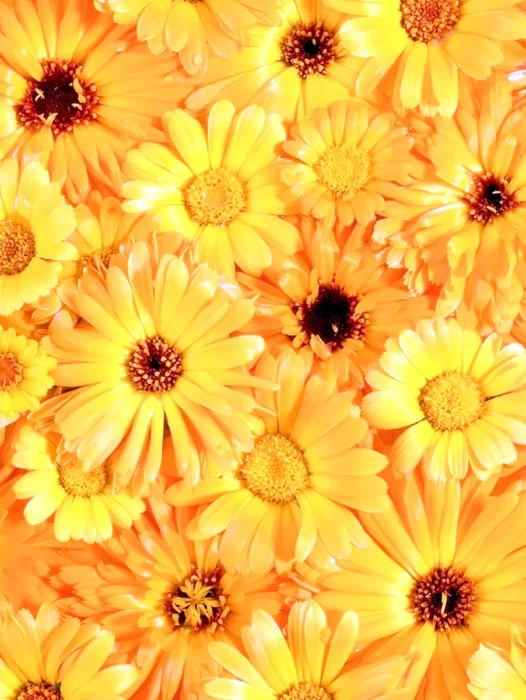 Yellow Flower Pattern Wallpaper