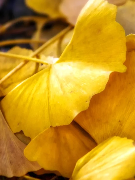 Yellow Ginkgo Leaf Wallpaper